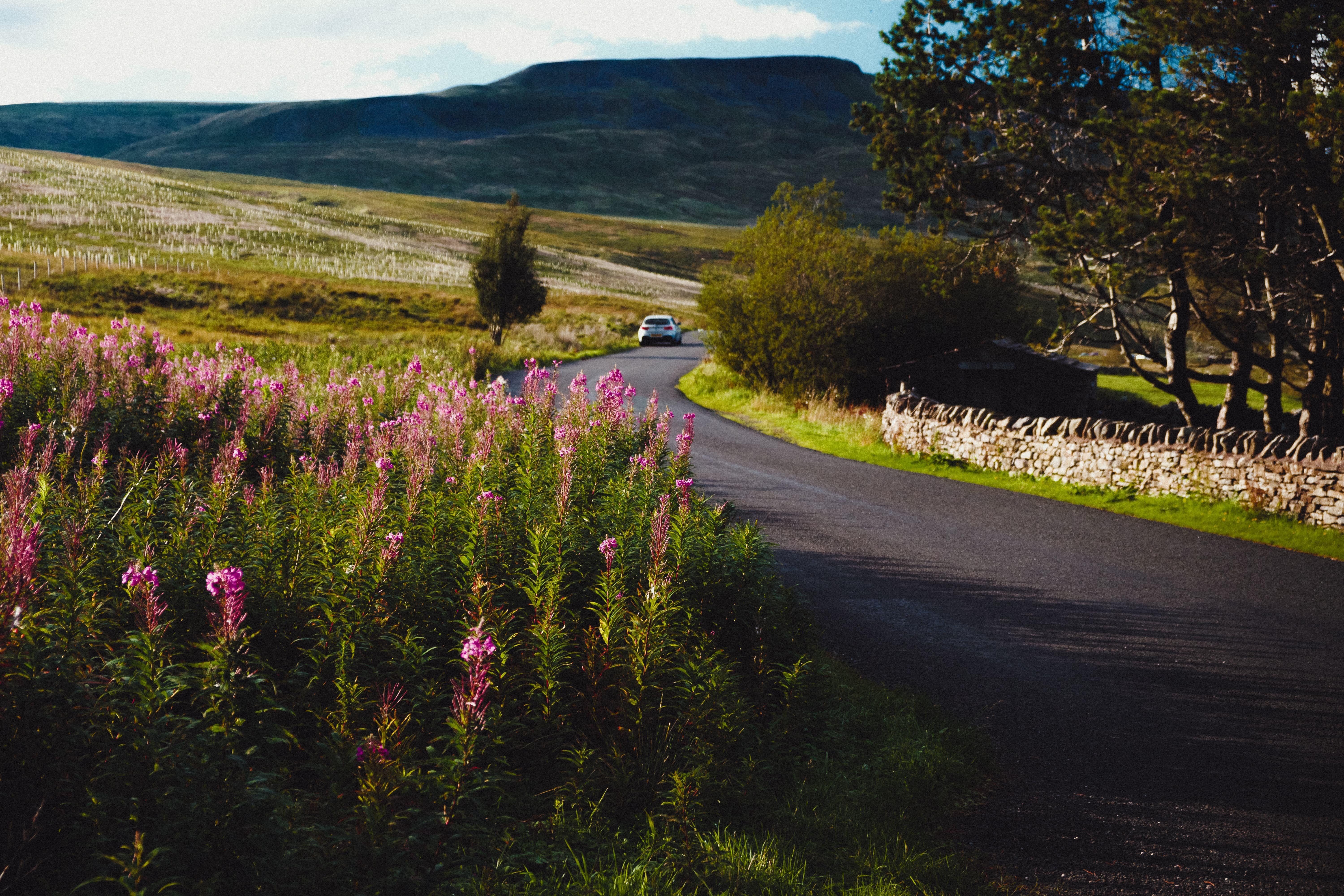 A car driving on a pretty country road surrounded by grass and flowers.